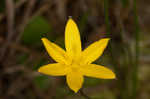 Fringed yellow star-grass